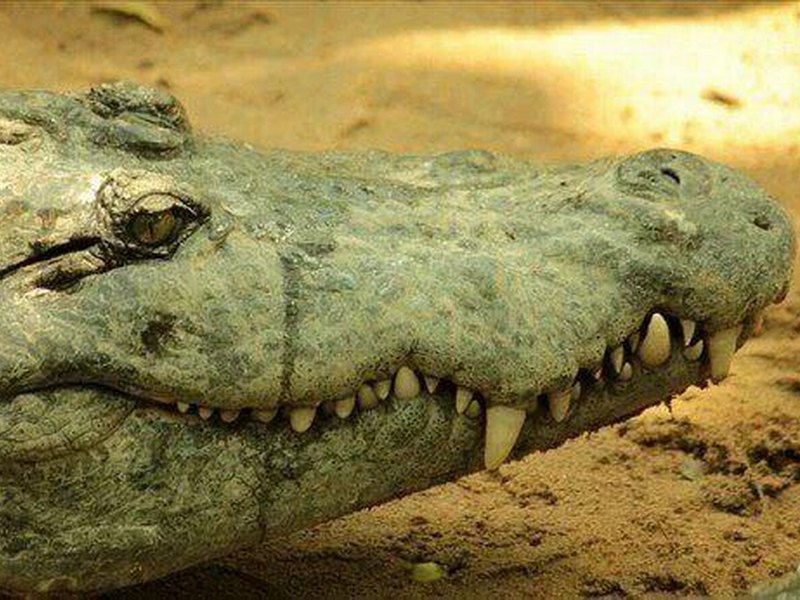 Так плачет крокодил